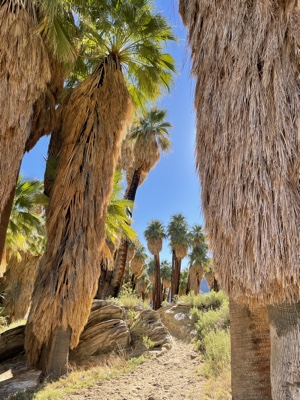 Palm Springs Hiking