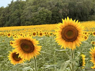 Sunflowers